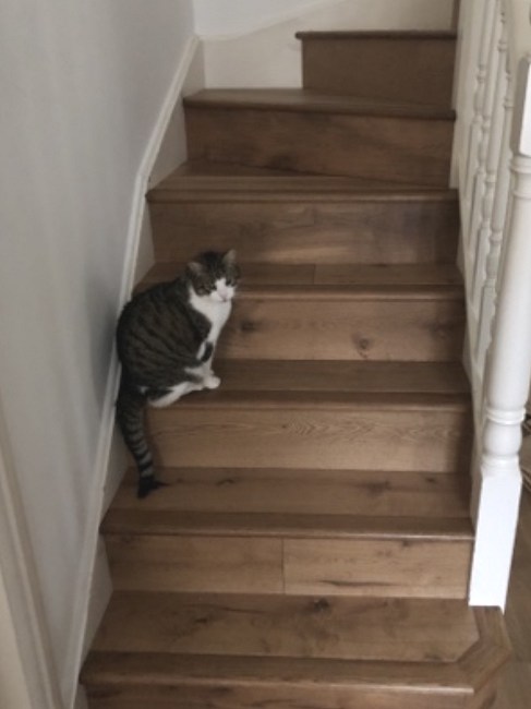 Wooden Flooring Southampton Hampshire